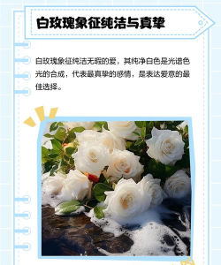 白玫瑰玫瑰的花语是什么 白玫瑰玫瑰的花语是什么