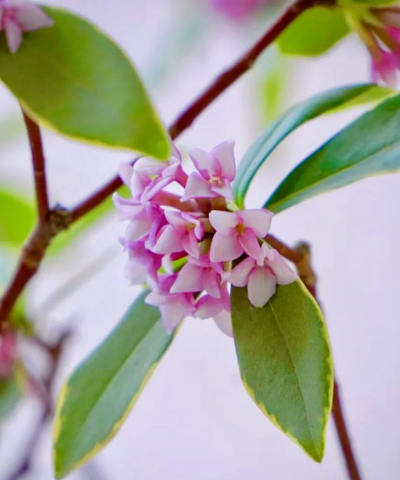 家里养最好的花有哪些花 家里养最好的花有哪些花