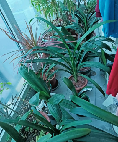 换盆的时候加什么肥 换盆的时候加什么肥