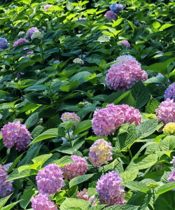 夏天开很小的花有哪些花 夏天开很小的花有哪些花