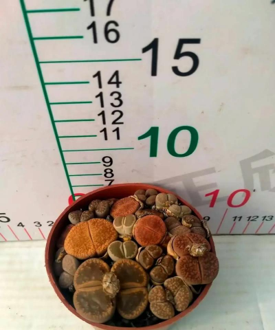 生石花播种用什么盆 生石花播种用什么盆