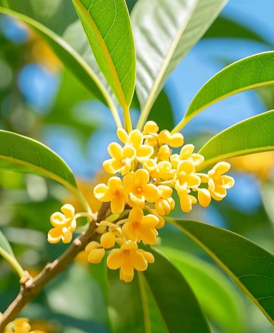 桂花树适合什么换盆 桂花树适合什么换盆