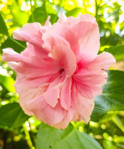 和扶桑花相似的花有哪些 和扶桑花相似的花有哪些