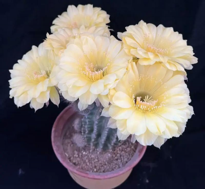 仙人球开花时有什么颜色 仙人球开花时有什么颜色