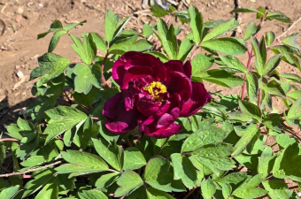 潍坊可以养的花有哪些花 潍坊可以养的花有哪些花