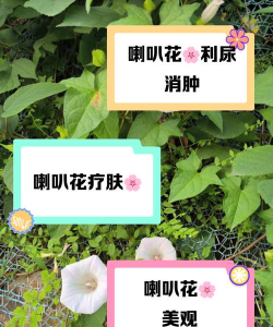 牵牛花作用是什么 牵牛花作用是什么