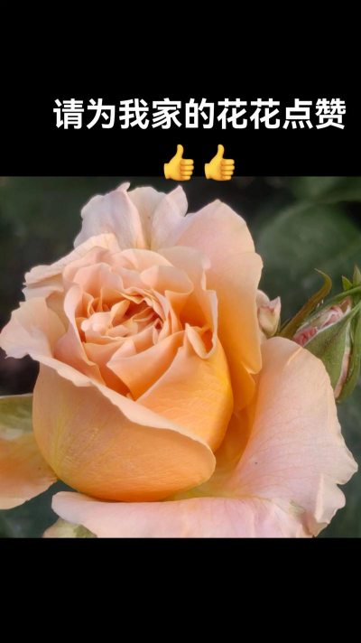 大花浓香的代表花有哪些 大花浓香的代表花有哪些