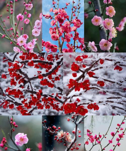 梅花被成为什么样子 梅花被成为什么样子