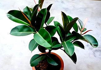 橡皮树花是什么颜色 橡皮树花是什么颜色