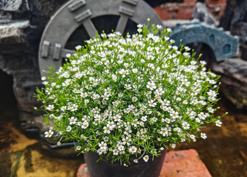 满天星浇什么肥好 满天星浇什么肥好