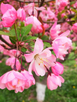 像海棠花的花有哪些 像海棠花的花有哪些