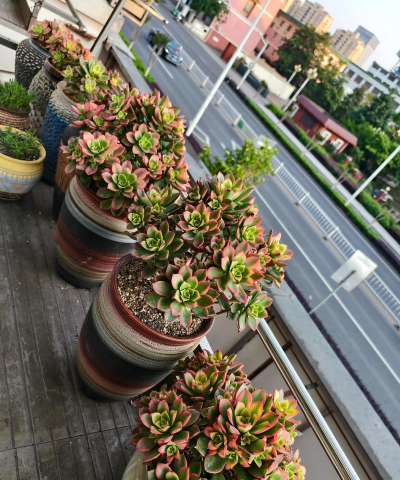 艳日辉适合用什么土 艳日辉适合用什么土