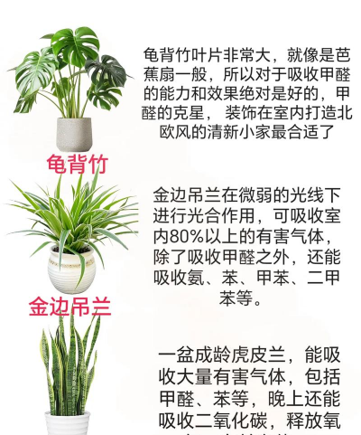 房间去异味种什么植物好 房间去异味种什么植物好