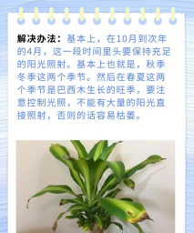 为什么巴西木叶子发黄 为什么巴西木叶子发黄