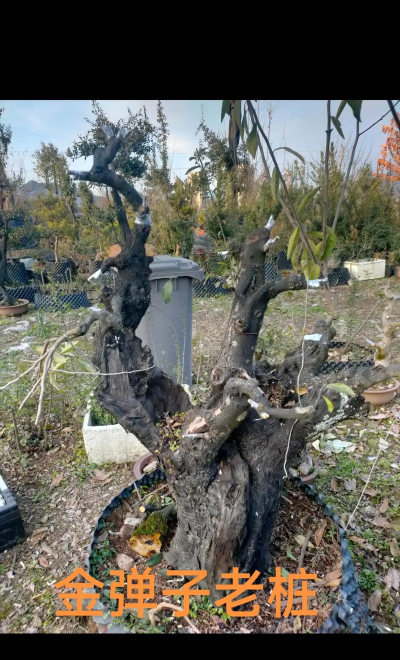 金弹子嫁接什么时候结果 金弹子嫁接什么时候结果