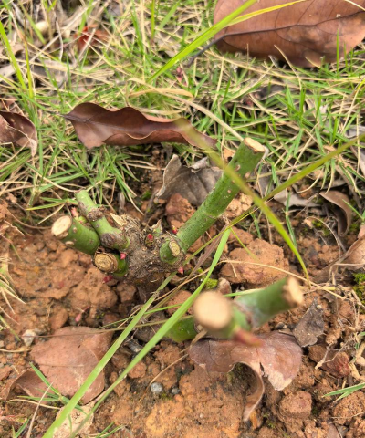 烂根发芽的花有哪些花 烂根发芽的花有哪些花