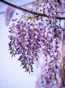 紫色垂吊的花有哪些花 紫色垂吊的花有哪些花