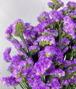 勿忘我都是什么花 勿忘我都是什么花