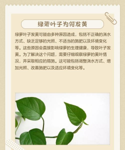 绿萝叶子发黄是什么病 绿萝叶子发黄是什么病