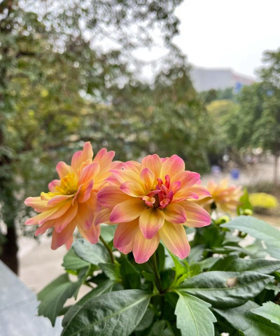 春天新绿色的花有哪些花 春天新绿色的花有哪些花