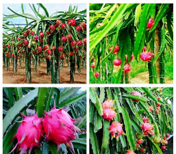 火龙果树长成什么样 火龙果树长成什么样