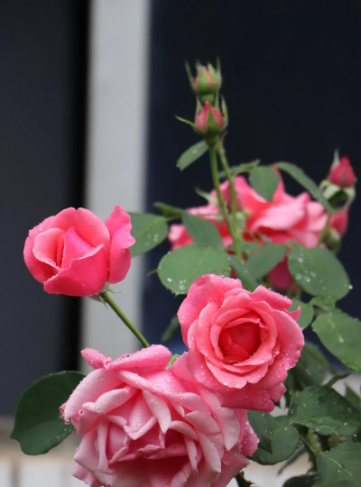 适合雨中养的花有哪些花 适合雨中养的花有哪些花