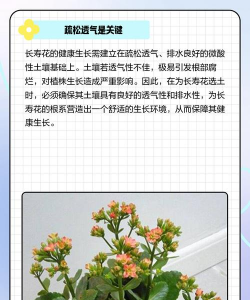 长寿花对土壤有什么要求 长寿花对土壤有什么要求