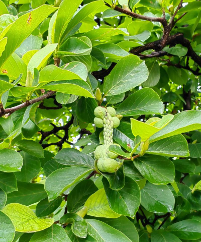 玉兰的果实有什么用 玉兰的果实有什么用