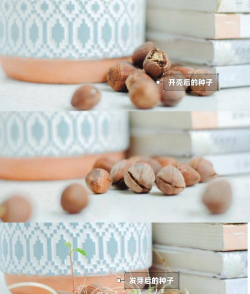 怎么种植榛子枝子 怎么种植榛子枝子