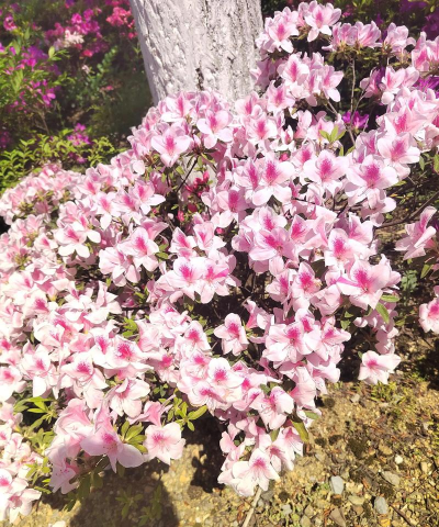 白色花最好看的有哪些花 白色花最好看的有哪些花