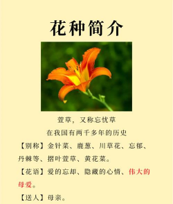 象征母爱之花的花有哪些 象征母爱之花的花有哪些