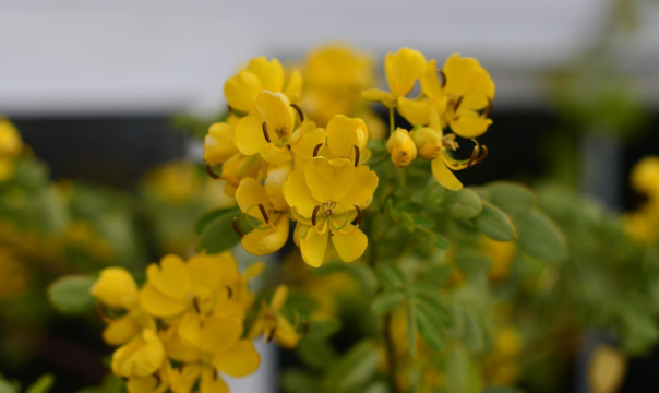 好看的花金色的花有哪些 好看的花金色的花有哪些