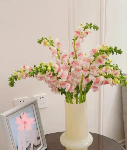 金鱼草是什么类植物 金鱼草是什么类植物