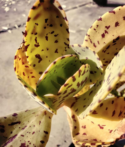 江户紫为什么养的人少 江户紫为什么养的人少