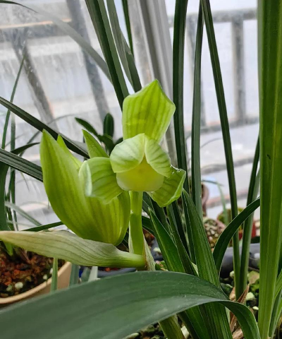 兰花素心兰是什么意思 兰花素心兰是什么意思