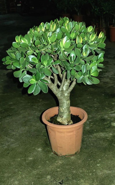 新花月锦用什么土种好 新花月锦用什么土种好