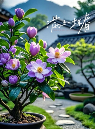 花有甜味的品种有哪些 花有甜味的品种有哪些