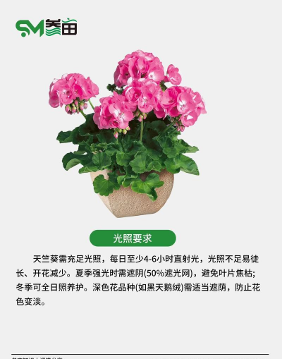 天竺葵花适合什么土养 天竺葵花适合什么土养