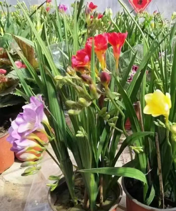 香雪兰施什么肥料好 香雪兰施什么肥料好