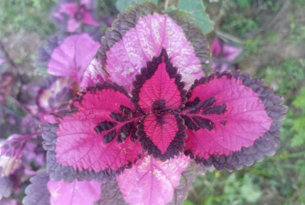 叶有颜色的花有哪些 叶有颜色的花有哪些