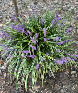 麦冬开的花什么样 麦冬开的花什么样