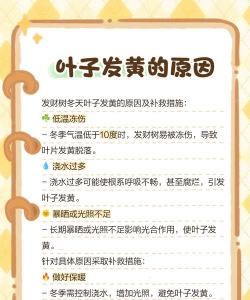 冬季发财树为什么黄叶 冬季发财树为什么黄叶