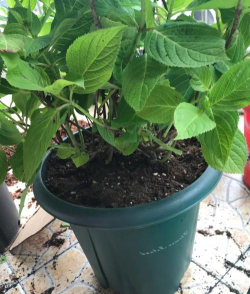 家用种花花用什么土好 家用种花花用什么土好