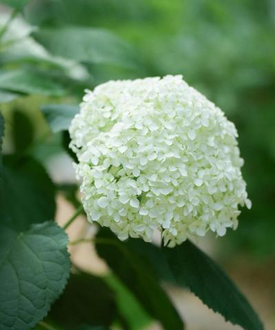 绣球花开花是什么形状 绣球花开花是什么形状