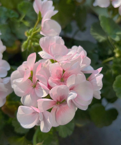 天竺葵适合什么花土 天竺葵适合什么花土