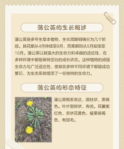 野生蒲公英怎么种植 野生蒲公英怎么种植