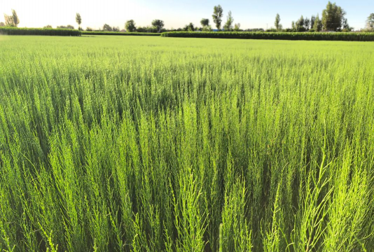 梭梭苗怎么种植 梭梭苗怎么种植