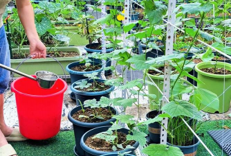 丝瓜种植怎么浇水 丝瓜种植怎么浇水