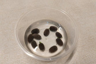 碗莲发芽是什么样 碗莲发芽是什么样