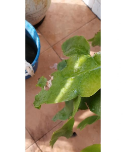 昙花的叶子为什么都干了 昙花的叶子为什么都干了